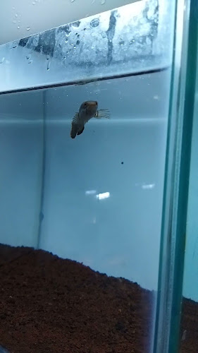 Rollink Channa Probolinggo - Kota Probolinggo