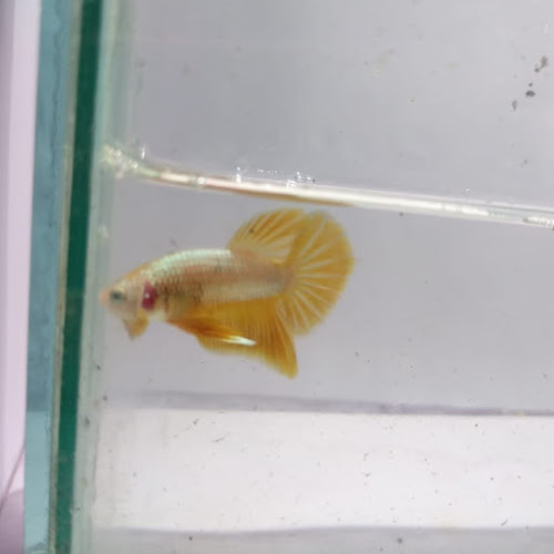 XFM2+V3V, Jl. Rogojembangan Barat IV, Tandang, Kec. Tembalang, Kota Semarang, Jawa Tengah 50274