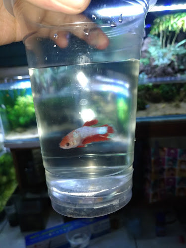 Comentarii opinii despre CY AQUATIC