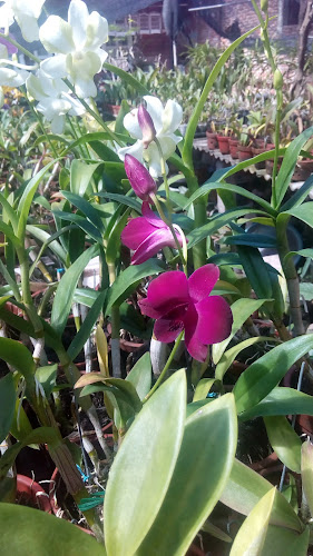 Wirasthi Orchid - Kota Mataram