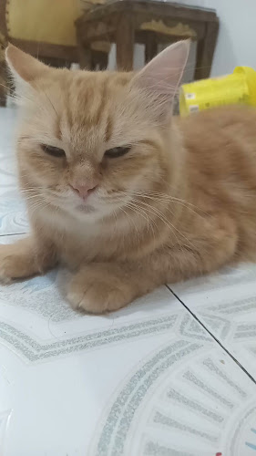 Opinii despre Kedai Gaul în Kota Bandar Lampung - Gastronomi dan perhotelan