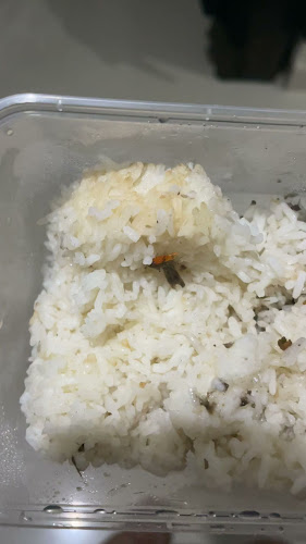 Cumi Hitam Racun, Praya - Kota Denpasar