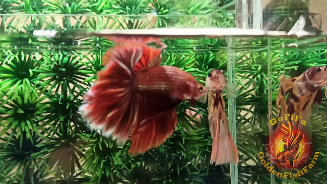 Opinii despre Golden Fish Farm în Kota Palembang - Gastronomi dan perhotelan