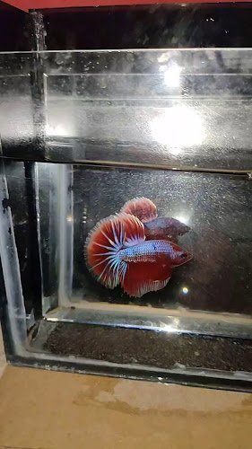 Gg. Timor No.5, Karang Maritim, Kec. Panjang, Kota Bandar Lampung, Lampung 35243