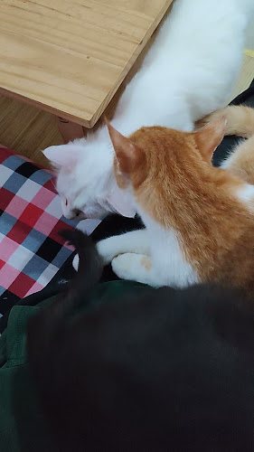 Comentarii opinii despre Cat cafe RUMAH KUCING FREYA
