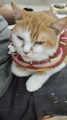 Cat cafe RUMAH KUCING FREYA - Gastronomi dan perhotelan