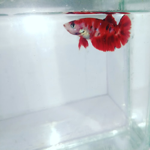 XFM2+V3V, Jl. Rogojembangan Barat IV, Tandang, Kec. Tembalang, Kota Semarang, Jawa Tengah 50274