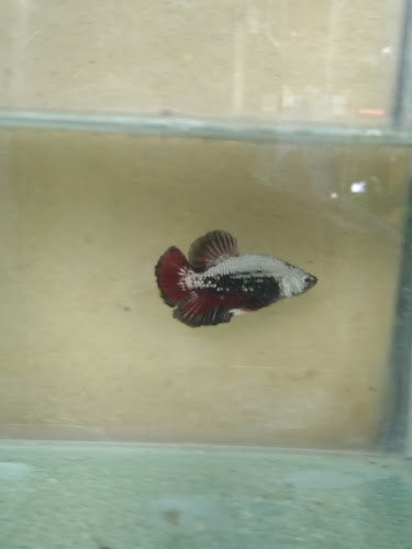 CY AQUATIC - Gastronomi dan perhotelan