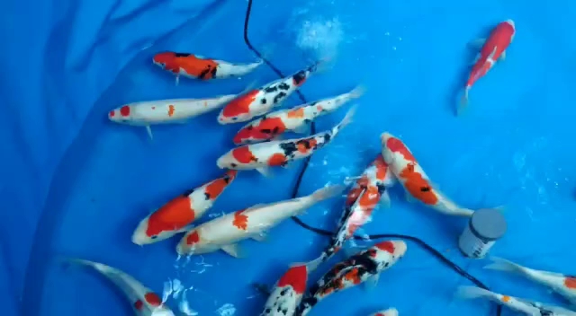 Opinii despre Siger Koi Lampung în Kota Bandar Lampung - Gastronomi dan perhotelan