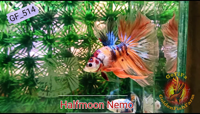 Golden Fish Farm - Gastronomi dan perhotelan