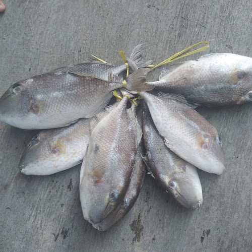 Opinii despre Home fish fresh în Kota Tegal - Gastronomi dan perhotelan