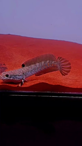 Rollink Channa Probolinggo - Gastronomi dan perhotelan