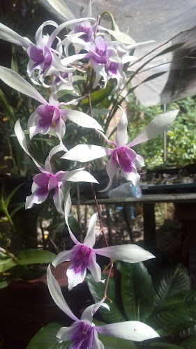 Jl. Ali Napiah, Turida, Kec. Sandubaya, Kota Mataram, Nusa Tenggara Bar. 83233