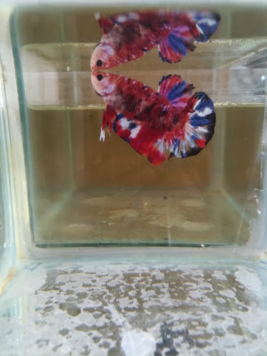 CY AQUATIC - Kota Semarang