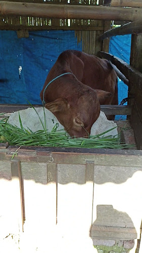 Opinii despre Aqiqah & qurban Kota Tasikmalaya în Kab. Tasikmalaya - Gastronomi dan perhotelan