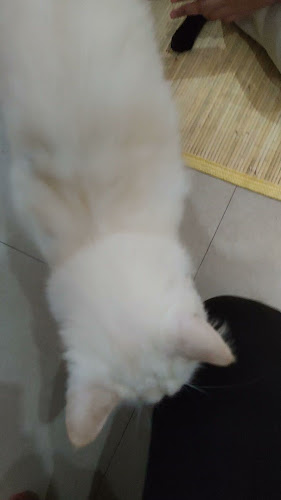 Smart Resident, Jl. Tukad Balian No.100, Renon, Denpasar Selatan, Kota Denpasar, Bali 80266