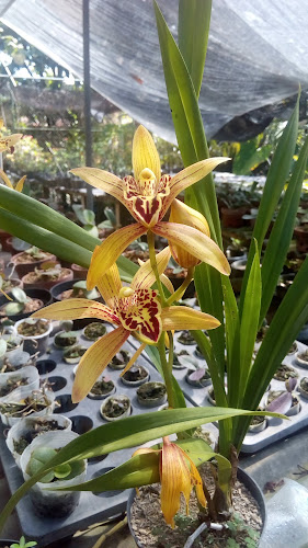 Opinii despre Wirasthi Orchid în Kota Mataram - Gastronomi dan perhotelan