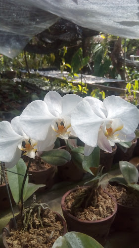 Comentarii opinii despre Wirasthi Orchid