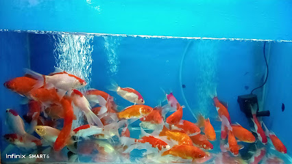 Toko cupang hias dumai riau