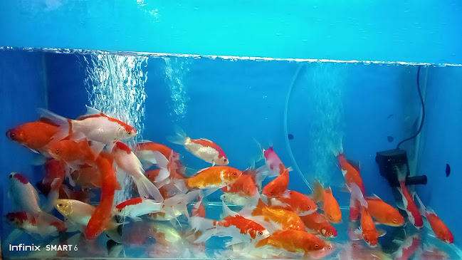 Toko cupang hias dumai riau