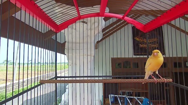 Comentarii opinii despre Rollink Channa Probolinggo