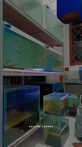 Rollink Channa Probolinggo