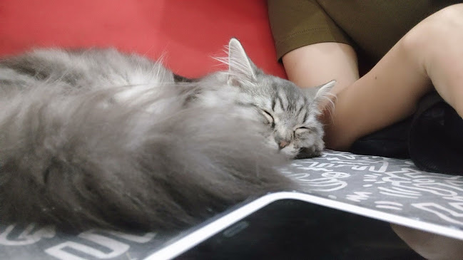 Cat cafe RUMAH KUCING FREYA - Kota Denpasar
