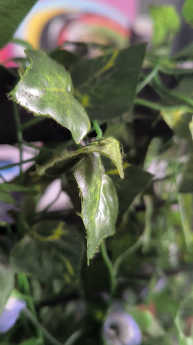 Comentarii opinii despre Noms Kopi Suratmo