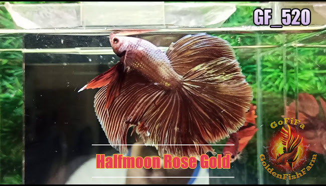 Golden Fish Farm - Kota Palembang