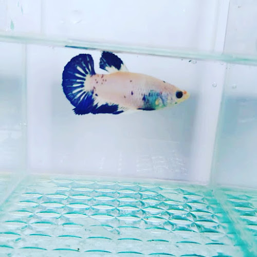 Comentarii opinii despre CY AQUATIC