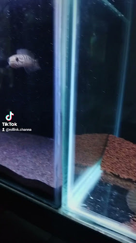 664Q+8J6, Dusun Tesnan, Kedung Asem, Kec. Wonoasih, Kota Probolinggo, Jawa Timur 67271