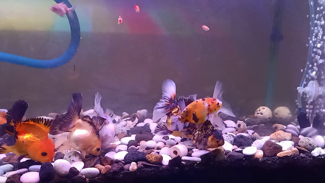 Jl. Perintis Kemerdekaan Lorong Produksim No.40A, Duku, Kec. Ilir Tim. II, Kota Palembang, Sumatera Selatan 30111