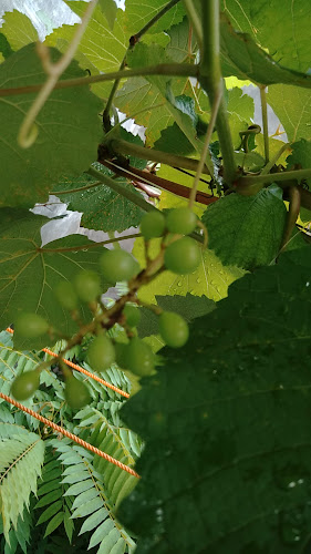 Toko Edy Kepatihan, Semarang - Gastronomi dan perhotelan