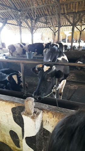 Susu sapi murni Sari indah - Kota Pekalongan