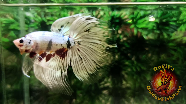 Comentarii opinii despre Golden Fish Farm