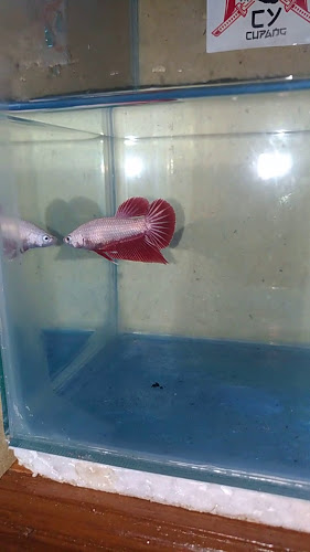 Opinii despre CY AQUATIC în Kota Semarang - Gastronomi dan perhotelan