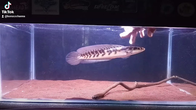 Opinii despre Rollink Channa Probolinggo în Kota Probolinggo - Gastronomi dan perhotelan