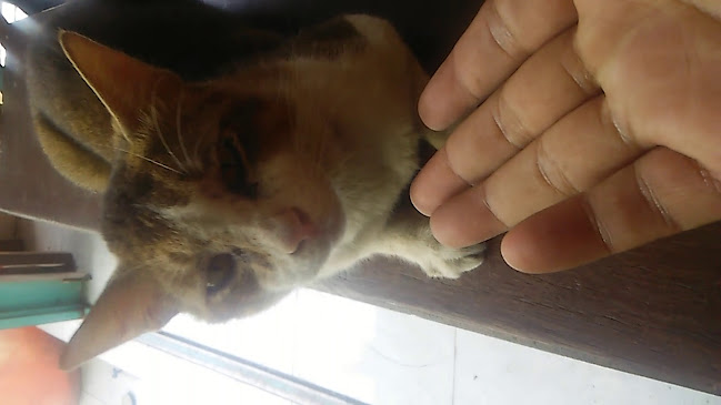 Opinii despre Warung Monggo Pinarak în Surabaya - Gastronomi dan perhotelan