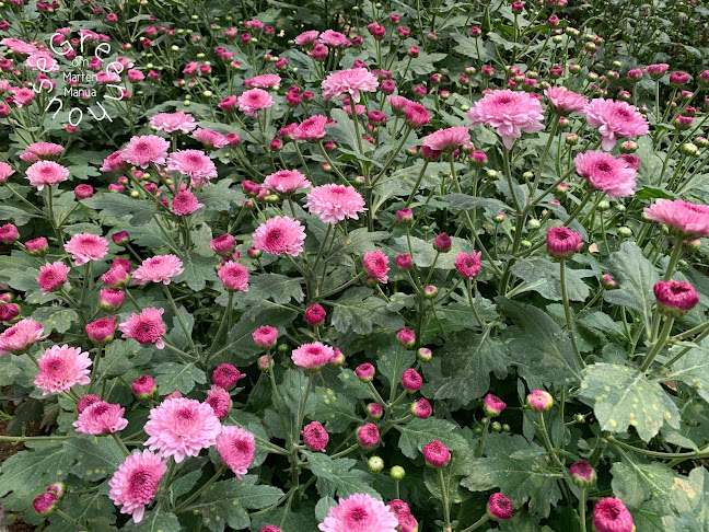 Greenhouse om Marten Manua - Kota Tomohon