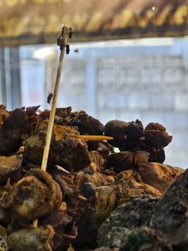 Opinii despre Saung Punclut Teh Ita 2 No.104 în Kota Bandung - Gastronomi dan perhotelan