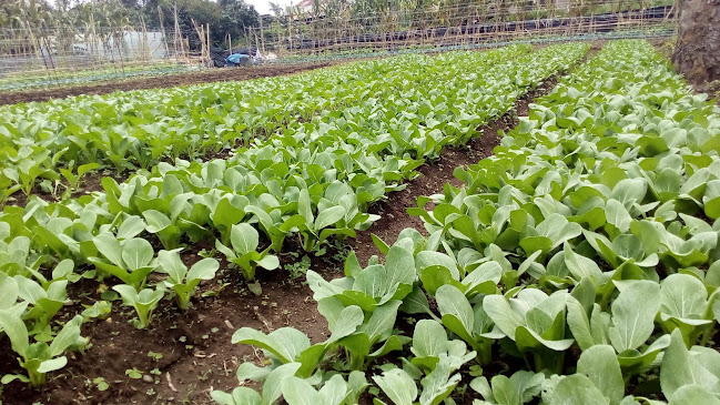 SUNROSE ORGANIC SHOP - Gastronomi dan perhotelan