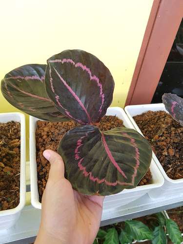 Jl. Sinka Permai, Naram, Singkawang Utara, Kota Singkawang, Kalimantan Barat 79151