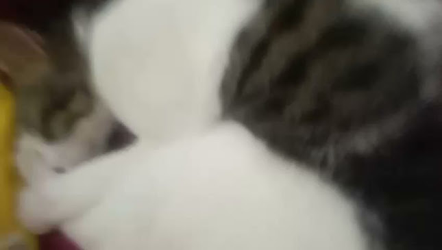 Pasar ternak sapi, kerbau dan kambing kota sungai penuh - Gastronomi dan perhotelan