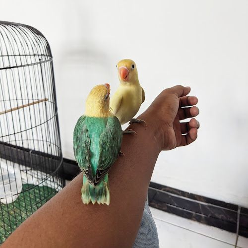 Comentarii opinii despre Rollink Channa Probolinggo