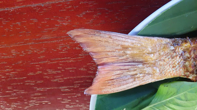 Kantin Apollo - Kota Cilegon