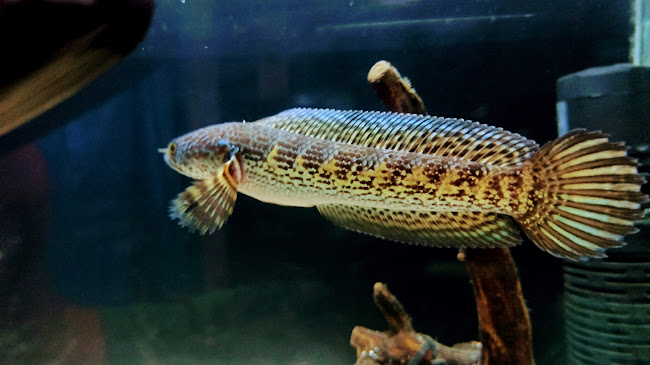 Glory Snakehead - Kota Bandung