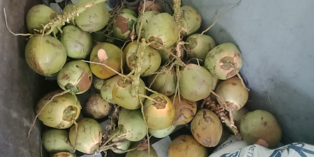 Es Degan Bonek Cab.Dharmahusada