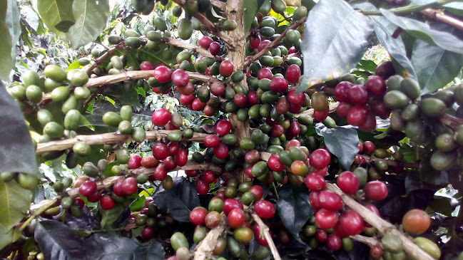 SUNROSE ORGANIC SHOP - Gastronomi dan perhotelan