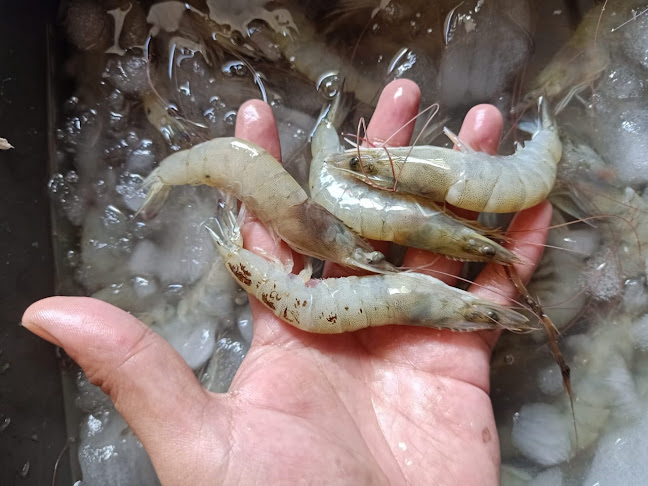 VCPG+C72, Pannampu, Kec. Tallo, Kota Makassar, Sulawesi Selatan 90162