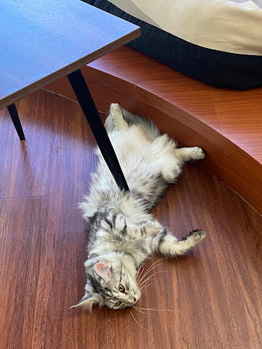 Cat'O Cafe Balikpapan - Gastronomi dan perhotelan